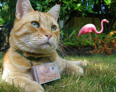 貓咪攝影師 用喵咪的角度看世界