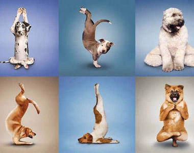 狗狗也要跟你一起做瑜珈瘦身