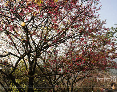 陽明山花季 凌凌漆邊走邊拍的櫻木花道之旅