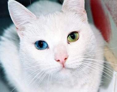 為你帶來好運的雙色瞳孔貓咪~喵~