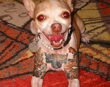 現在連動物也在紋身~