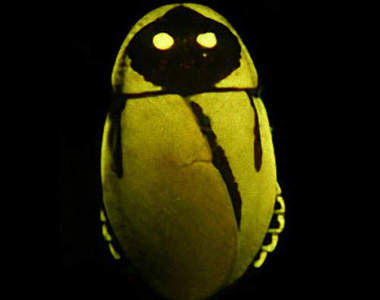 南美發光蟑螂 散發出金光的小強莫非就是傳說中的...