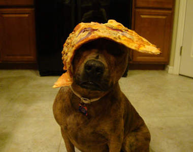 《Food On My Dog》其實我也是千百個不願意～汪！