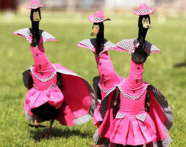 《鴨子時裝秀》讓自己看起來像隻驕傲的鴨子!呱~呱~呱~