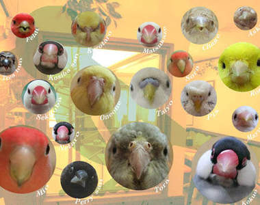 《鳥見咖啡廳》不需要到森林～就能近距離看見鳥兒囉！