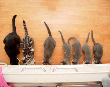 養了七隻貓的下場是... 喵喵的四面楚歌T^T