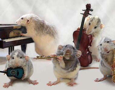 喀喀喀《小老鼠樂團》=θωθ=~真的會彈嗎？！