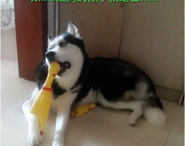 《哈士奇Angel》微博爆紅　主人的對白都太搞笑啦XD