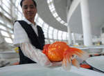 《金魚選美》超另類的魚類選美比賽~ 《金魚選美》超另類的魚類選美比賽~