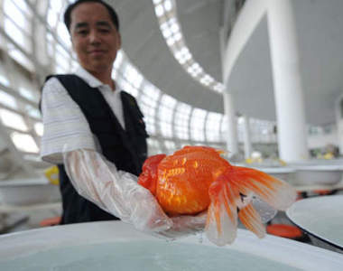 《金魚選美》超另類的魚類選美比賽~