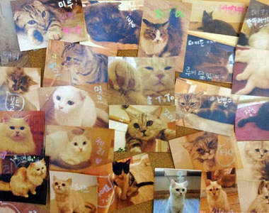 《貓咪CAFE》這麼多可愛的貓咪不看可惜喔~喵♡