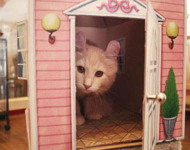 造型《喵喵屋》~歡迎參觀我的家！喵~=θωθ=