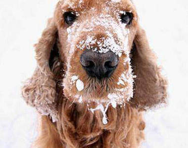 《雪中狗》我也好想跟他們一起玩喔~