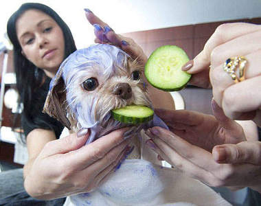 這才是貴族的生活：貓狗SPA館