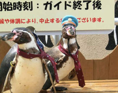 超可愛的車站長～《企鵝站長》見參！