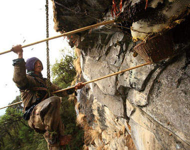 喜馬拉雅山的蜜蜂獵人 史上最〝高〞難度的打獵