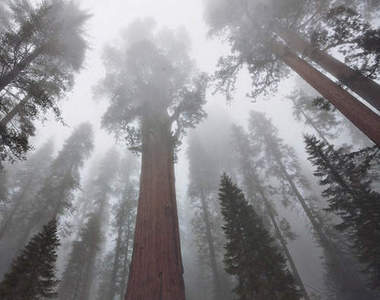 令人驚嘆～超過 3200 歲的參天大樹～