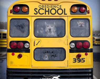 《鬆開那隻狗》美國攝影師的拍照妙招～！