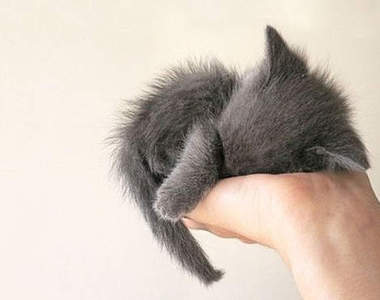  《掌中貓》貓的！小時候真可愛～喵～