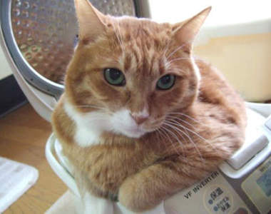 《電鍋貓》ᵔᴥᵔ 上菜囉~可愛又逗趣!