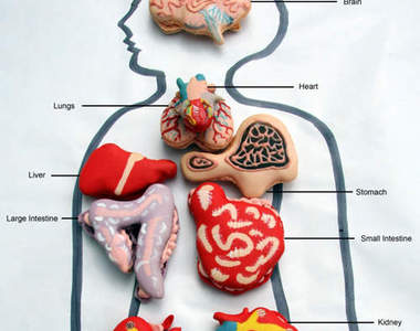 《內臟馬卡龍》還只是18禁甜點的第一步！？