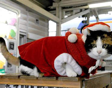 搭《貓咪站長聖誕電車》到貓臉車站過聖誕節也不錯呀～喵～♥