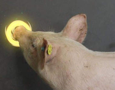 《Pig Chase》人和小豬一起玩的互動遊戲