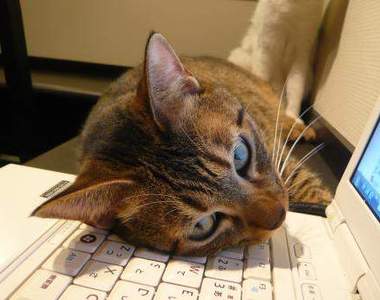 《礙事貓》欸借過一下~人家要作事啦~