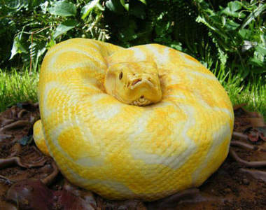 牠可能是史上最好吃的一條蛇~(咬)