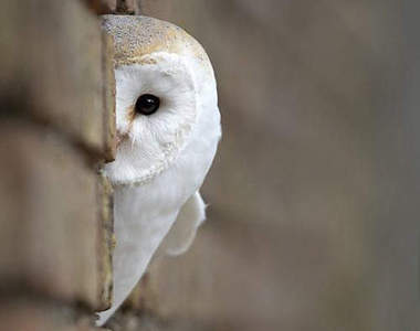 《萌萌貓頭鷹》一臉茫然的樣子超可愛