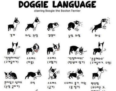 《小狗30種身體語言》看小狗的這些動作～就知道牠在表達什麼了♡