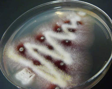 《細菌聖誕樹》實驗室的人也想過聖誕節～