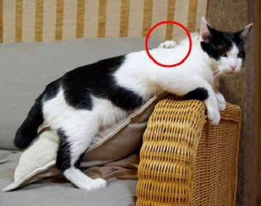 驚嚇 貓貓也有靈異照片Σ(´д`;)