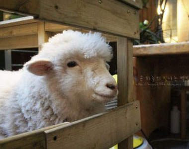 《羊咩咩CAFE》耶!在市區也能看到羊咩咩囉~♥