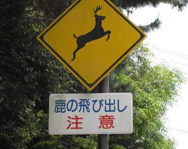 失控的《奈良小鹿》不要以為餵了仙貝你就沒事～