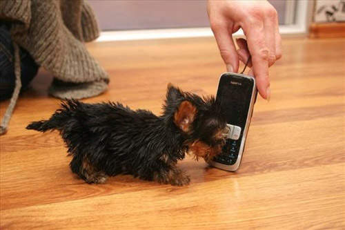 迷你狗 全世界最小的小狗只有12公分