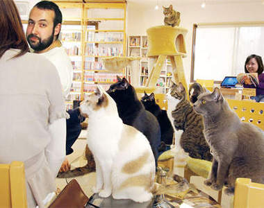 貓的魅力無國界～維也納第一間「貓咖啡廳」開張啦！