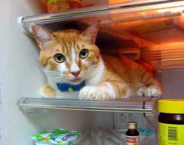 《貓咪消暑秘方》大公開！喵～好涼快喔！