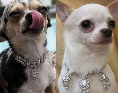 世界最貴《鑽石狗項圈》就在這裡☆