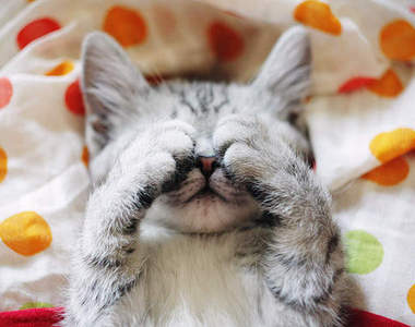 《貓遮眼》超可愛貓咪睡姿～