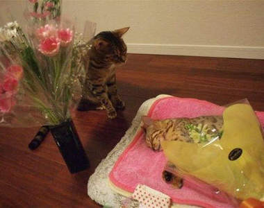 《貓的離別》再會了～我的朋友～