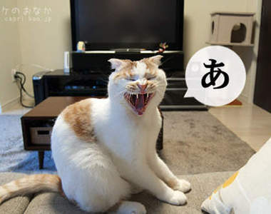 把日文五十音的あいうえお給弄哭惹~(^ω^*)