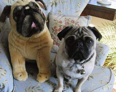 我的朋友不會說話：動物與娃娃團圓記♥