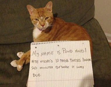 貓咪做錯事 而且牠們一點都沒有要反省的意思ᵔᴥᵔ