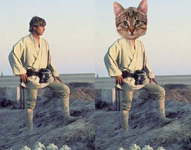 《貓版星際大戰》由貓貓演出的星際大戰名場景！