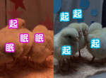 超可愛動物睡顏實驗 櫻花色光源好好眠♥ 超可愛動物睡顏實驗 櫻花色光源好好眠♥
