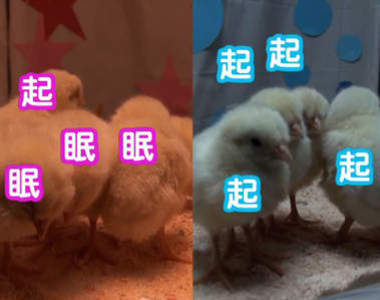 超可愛動物睡顏實驗 櫻花色光源好好眠♥