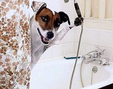 當你不在家的時候 寵物們都在幹嘛呢？(´◉㉨◉)