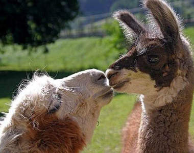 《Kiss App》隨時隨地來個夢幻般的吻吧~啾~