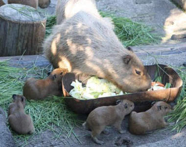 《水豚寶寶》新報到！超級惹人愛的啦～♥